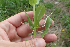 Valerianella