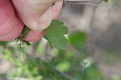 Clematis pauciflora