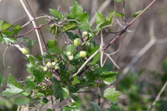 Clematis pauciflora