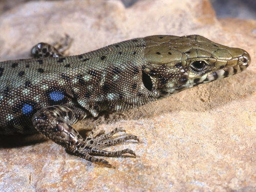 Greek Rock Lizard, photo 2 of 10