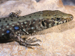 Greek Rock Lizard photo 2