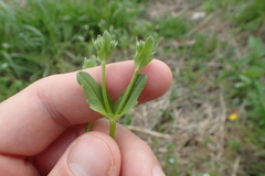 Valerianella