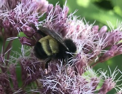Bombus terricola image