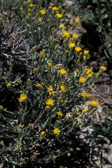 Ericameria discoidea discoidea