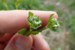 Valerianella