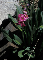 Primula parryi