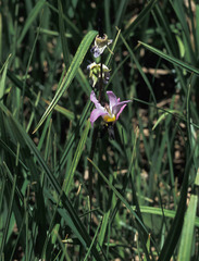 Primula tetrandra