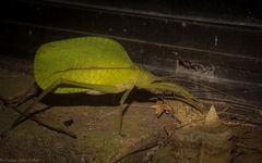 Mastighaphoides haffneri