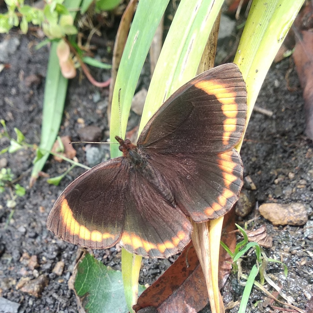 Parapedaliodes