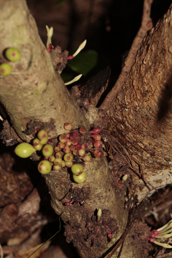 Ixora kuakuensis