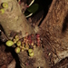 Ixora kuakuensis - Photo (c) hervevan, some rights reserved (CC BY-NC)