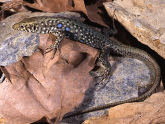 Greek Rock Lizard photo 5