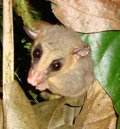 Short-furred Woolly Mouse Opossum (Marmosa regina) · iNaturalist NZ