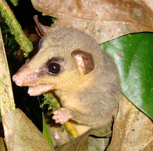 Bolivian Woolly Mouse Opossum (Marmosa rapposa) · iNaturalist