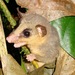 Bolivian Woolly Mouse Opossum - Photo (c) Rich Hoyer, some rights reserved (CC BY-NC-SA), uploaded by Rich Hoyer