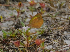 Eurema daira