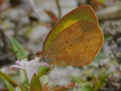 Eurema daira