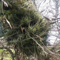 Tillandsia incarnata