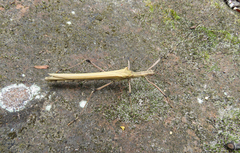 Pseudophasma blanchardi