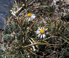 Erigeron tener