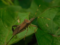 Leptoglossus gonagra