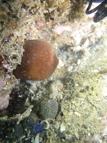 Actinia striata
