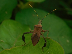 Leptoglossus gonagra