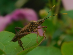 Leptoglossus gonagra