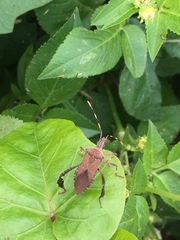 Leptoglossus gonagra