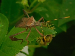 Leptoglossus gonagra