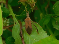 Leptoglossus gonagra