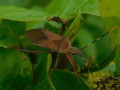 Leptoglossus gonagra