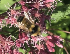 Bombus borealis image