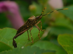 Leptoglossus gonagra