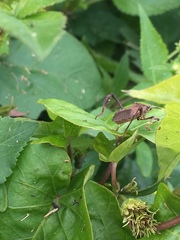 Leptoglossus gonagra