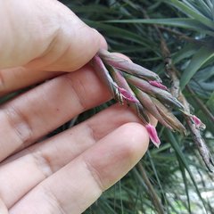 Tillandsia incarnata