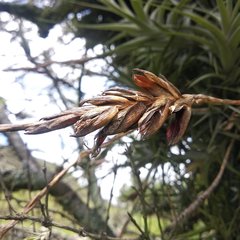 Tillandsia incarnata