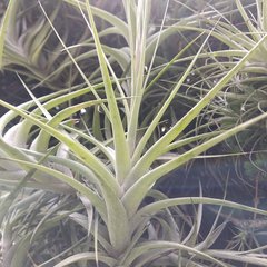 Tillandsia incarnata