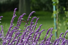 Saucerottia beryllina