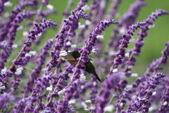 Saucerottia beryllina