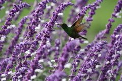 Saucerottia beryllina