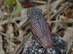 Cuerna costalis