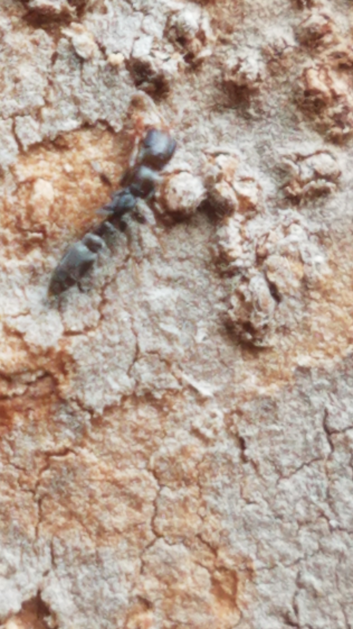 Pseudomyrmex oculatus