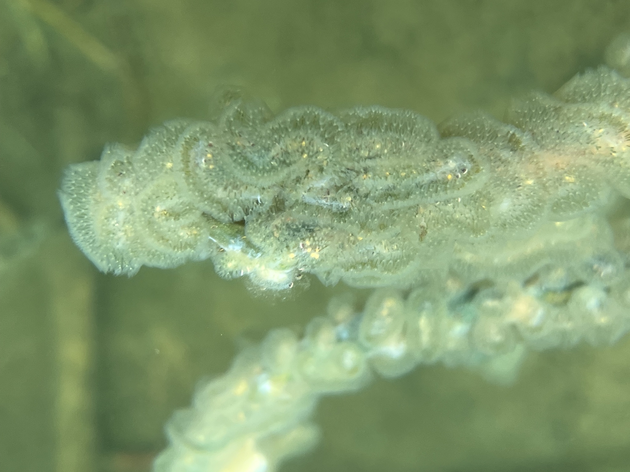 Cristatella mucedo Cuvier, 1798