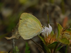 Eurema daira