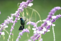 Cynanthus latirostris