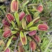 Dionaea - Photo (c) Kaylyn Pearce,  זכויות יוצרים חלקיות (CC BY-NC), הועלה על ידי Kaylyn Pearce