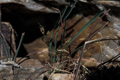 Draba serpentina