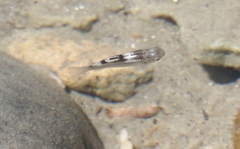 Ellochelon vaigiensis