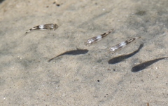 Ellochelon vaigiensis